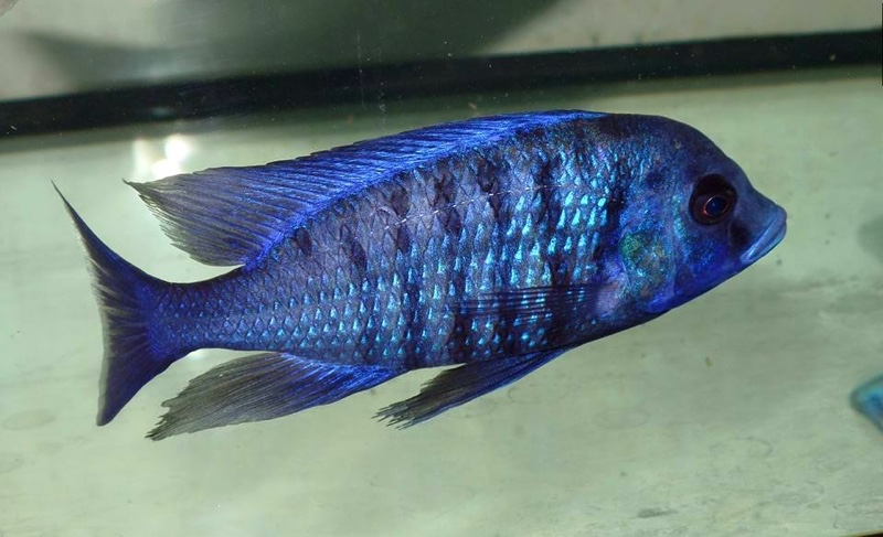 Protomelas annectens 'Manda'